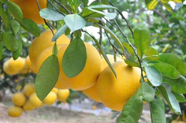 Qủa Bưởi Chân Lý - Hình ảnh 7