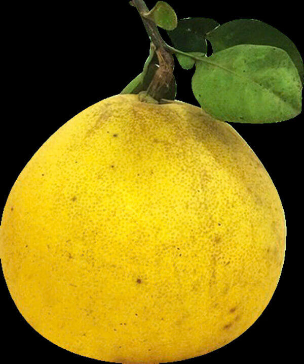 Qủa Bưởi Chân Lý - Hình ảnh 4